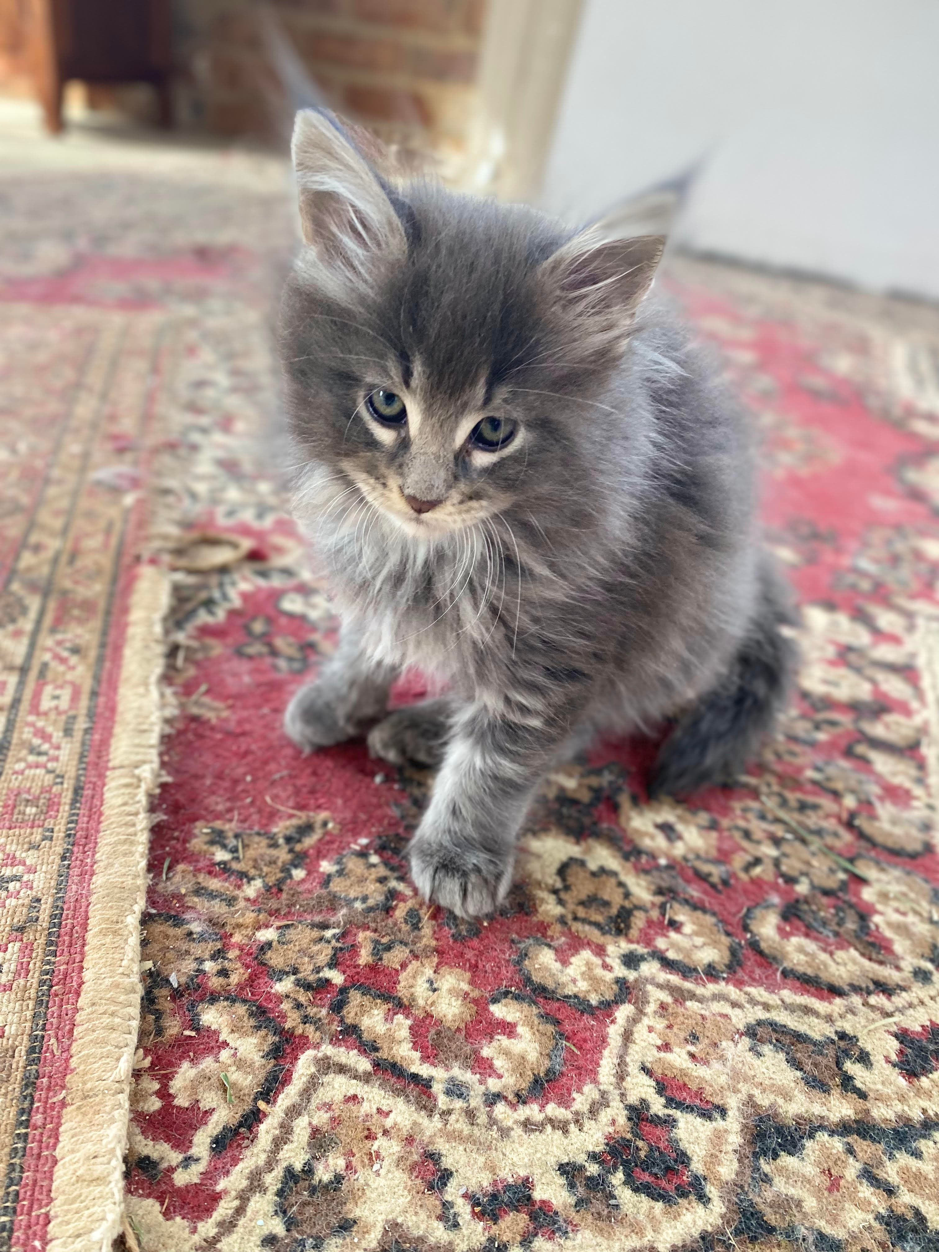 A Maine Coon kitten