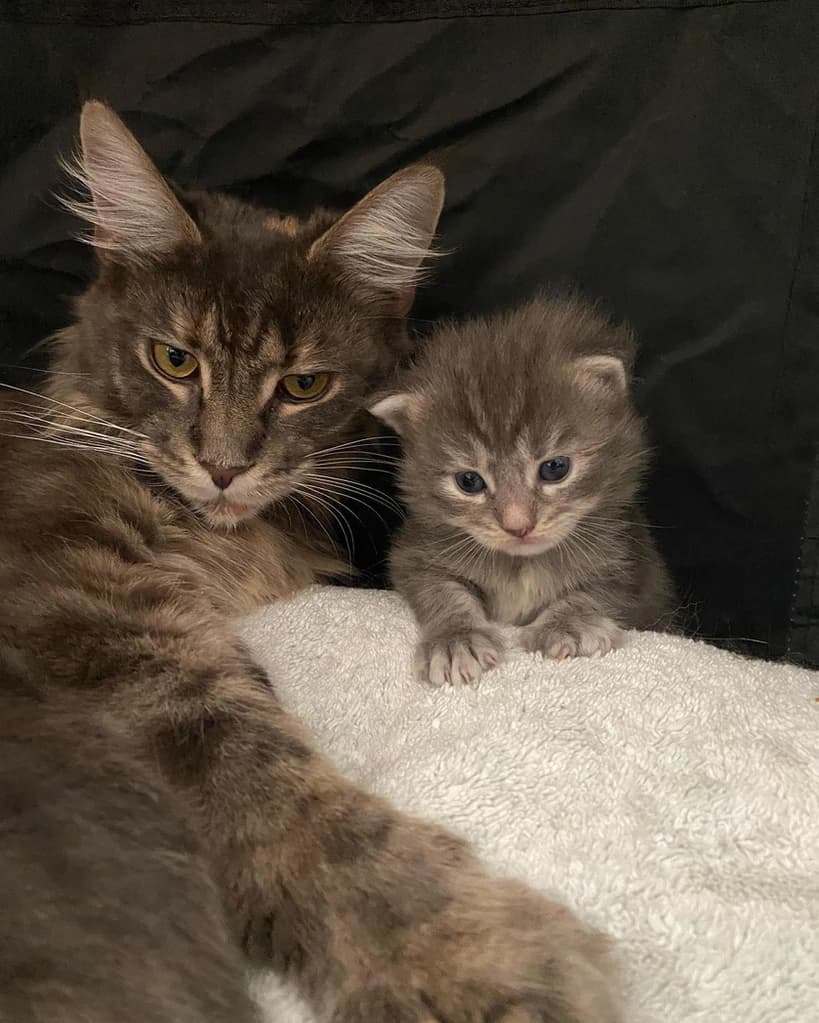 Adult Maine Coon and Kitten