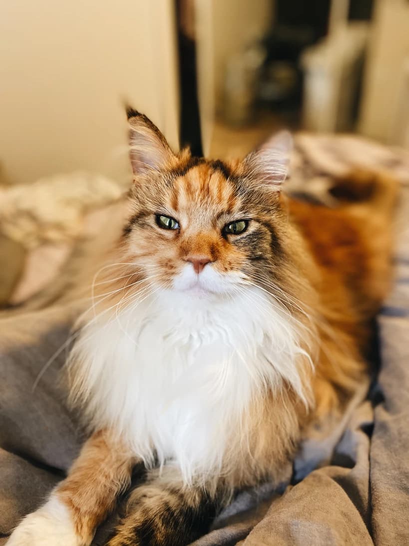 Red and White Maine Coon