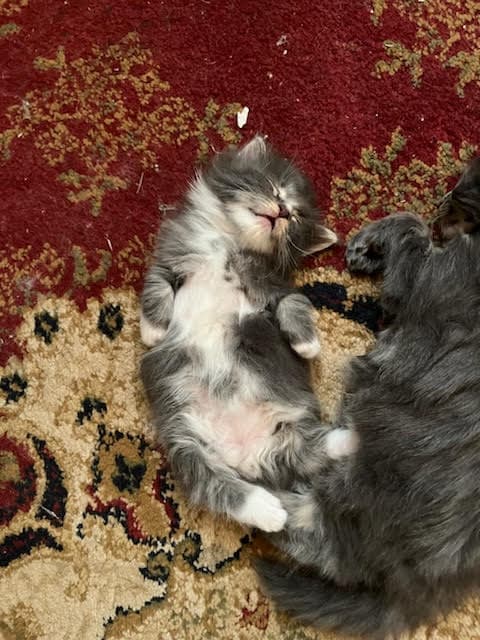 Maine Coon kitten